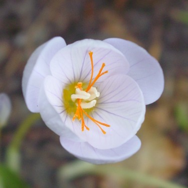 Crocus pulchellus 'Zephyr'