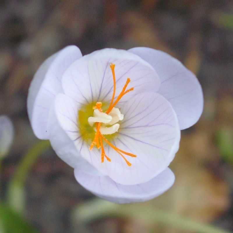 Crocus pulchellus 'Zephyr'