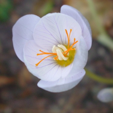 Crocus pulchellus 'Zephyr'