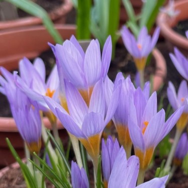 Crocus rujanensis