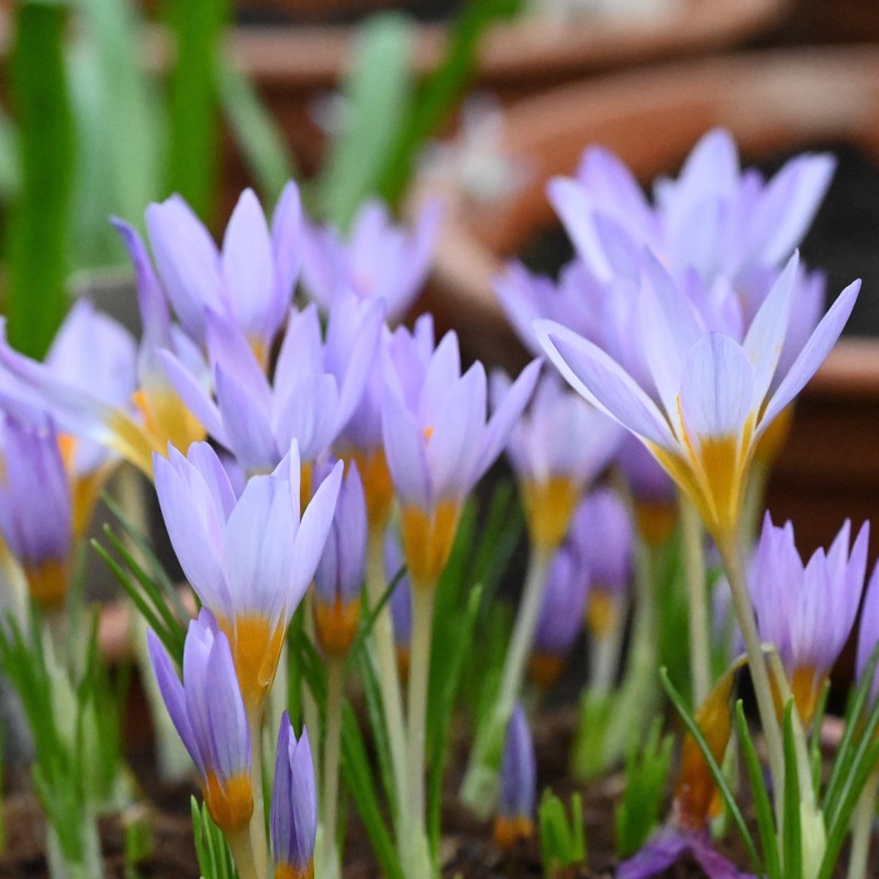 Crocus rujanensis
