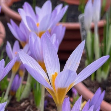 Crocus rujanensis