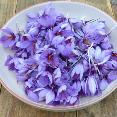Crocus sativus