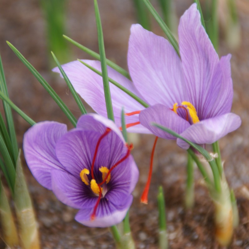 Crocus sativus