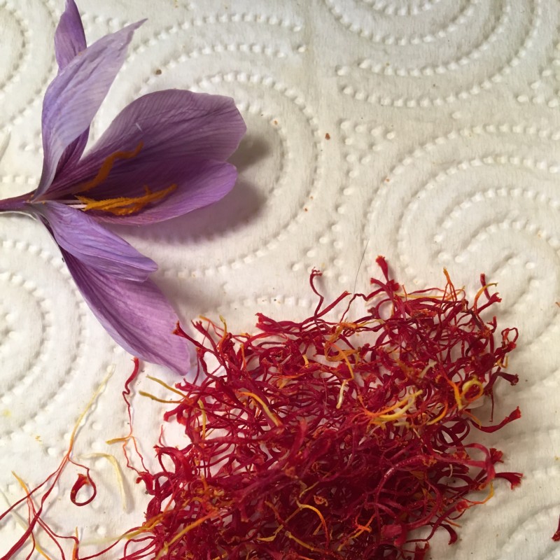 Crocus sativus