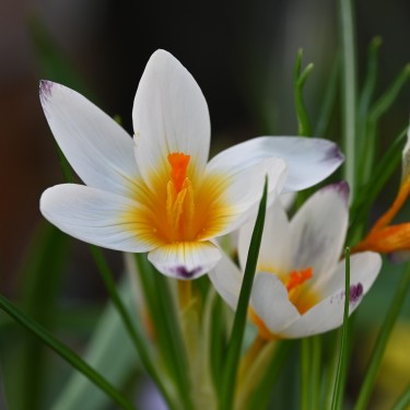 Crocus sieberi