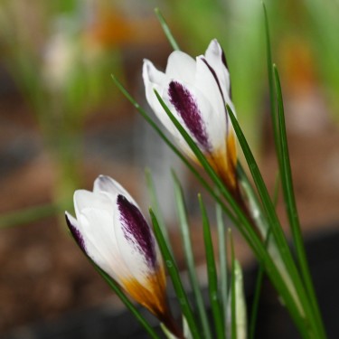 Crocus sieberi