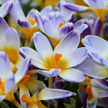 Crocus sieberi 'Chiara'