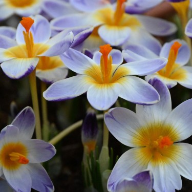 Crocus sieberi 'Chiara'