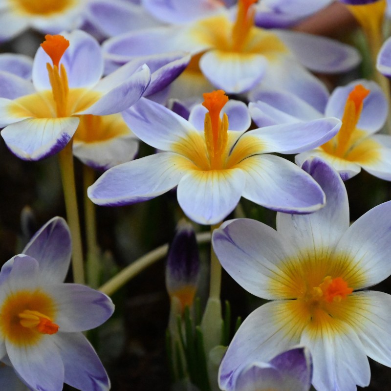Crocus sieberi 'Chiara'