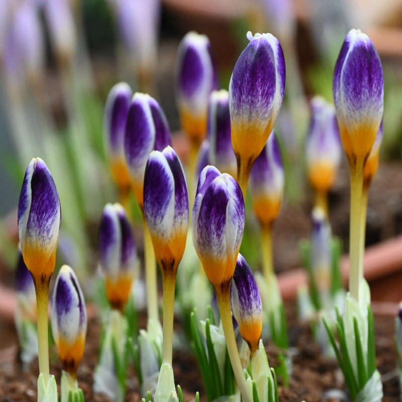 Crocus sieberi 'Chiara'