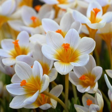 Crocus sieberi 'Cream Diamond'