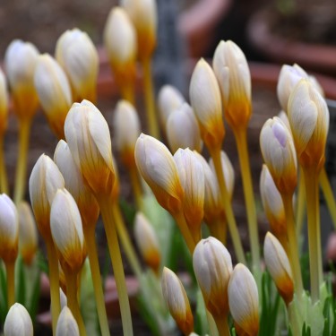 Crocus sieberi 'Cream Diamond'