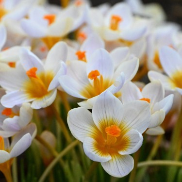 Crocus sieberi 'Cream Diamond'