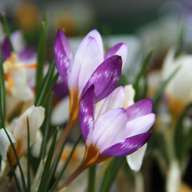 Crocus sieberi 'Hubert Edelsten'