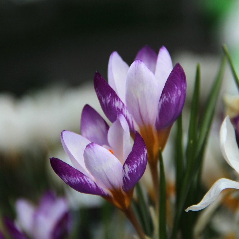 Crocus sieberi 'Hubert Edelsten'