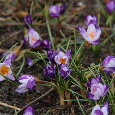 Crocus sieberi 'Hubert Edelsten'