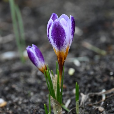 Crocus sieberi 'Ronald Ginns'