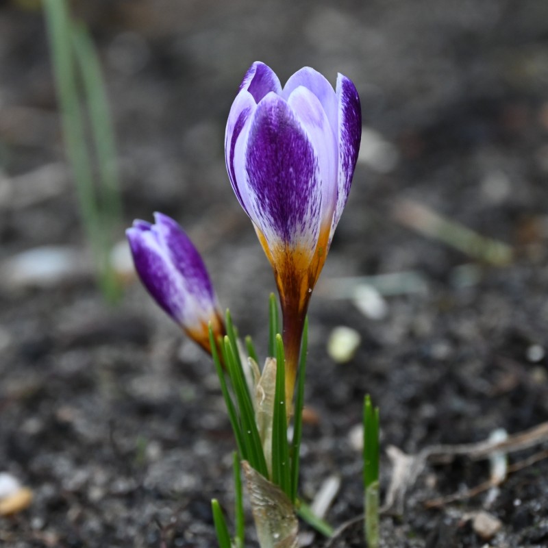 Crocus sieberi 'Ronald Ginns'