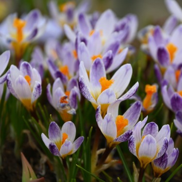Crocus sieberi 'Ronald Ginns'
