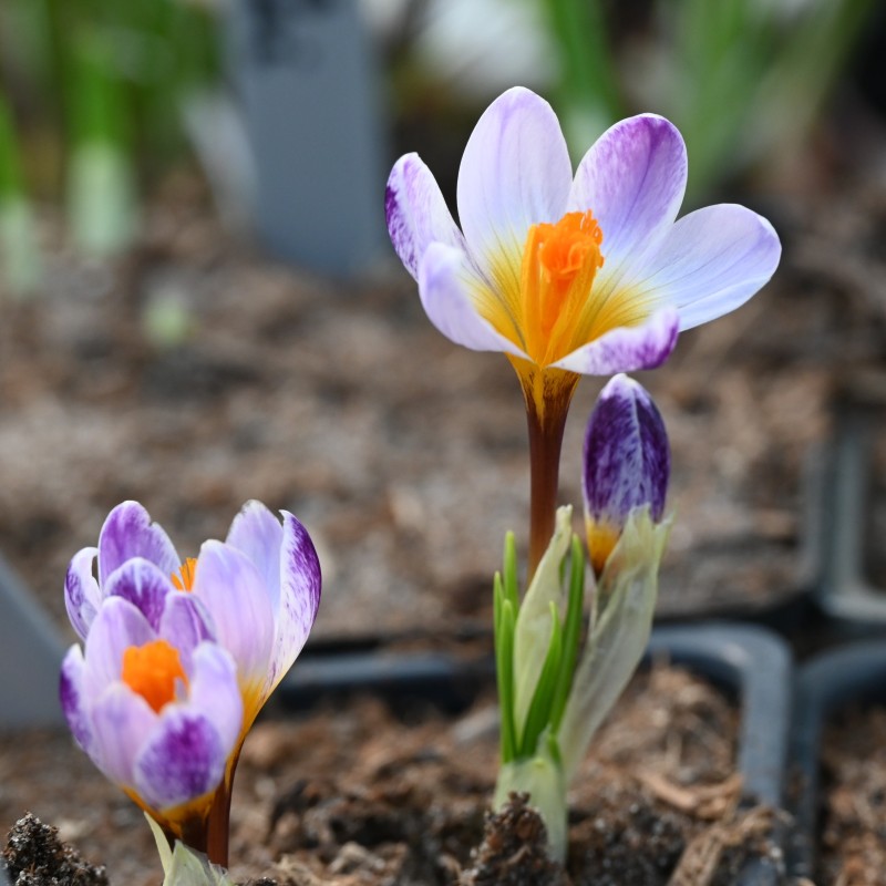 Crocus sieberi 'Ronald Ginns'