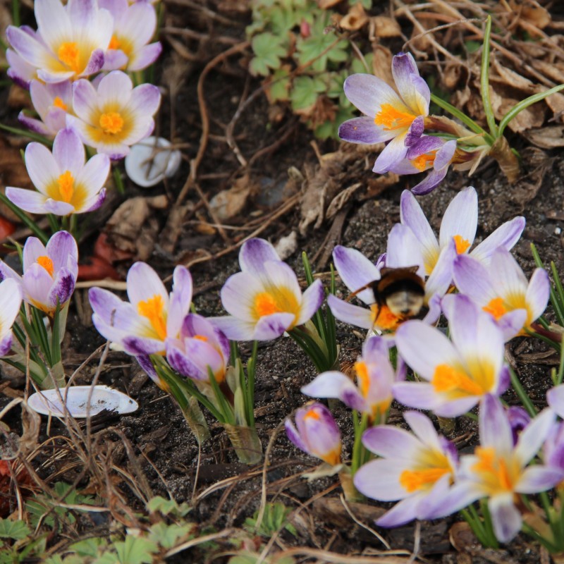 Crocus sieberi 'Ronald Ginns'