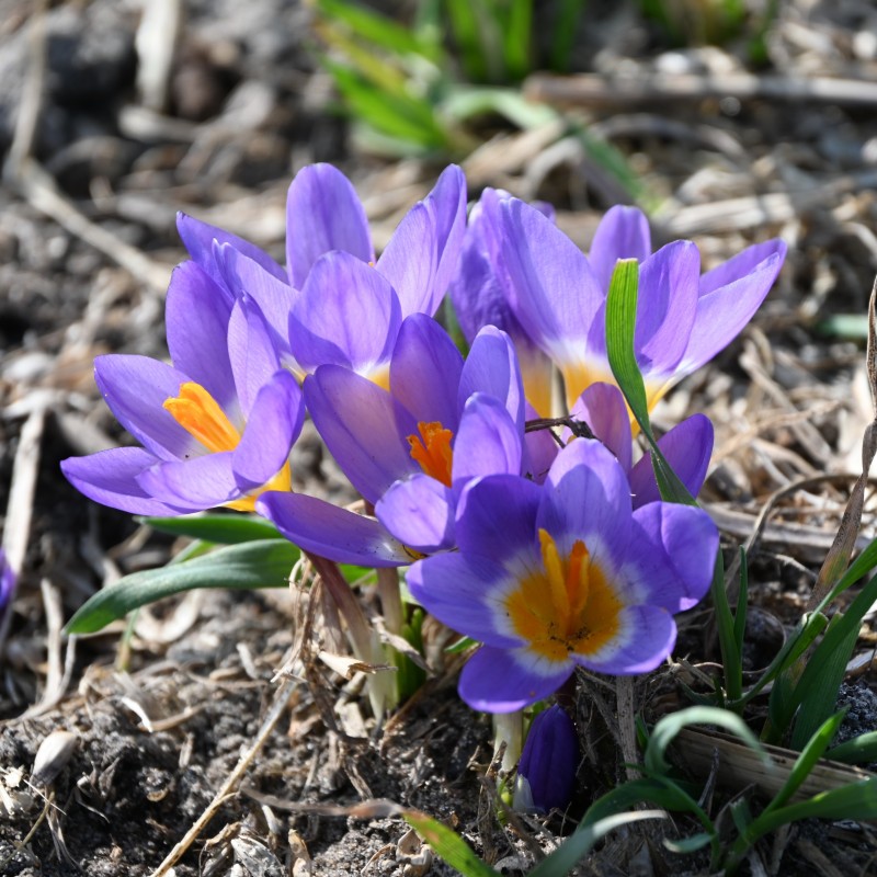 Crocus sieberi subsp. sublimis 'Tricolor'