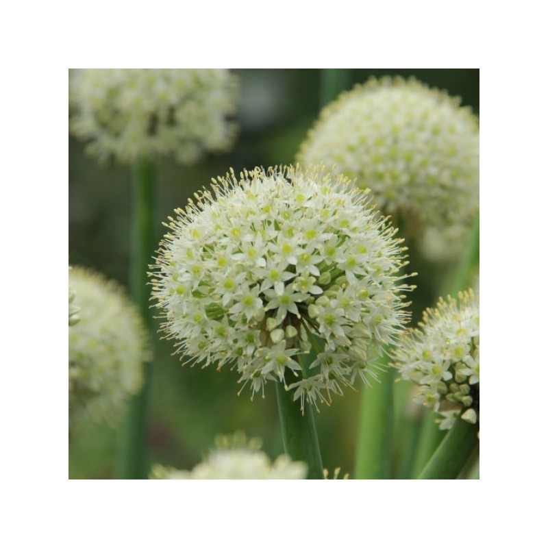 Allium pskemense
