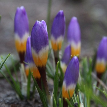 Crocus sieberi subsp. sublimis 'Tricolor'