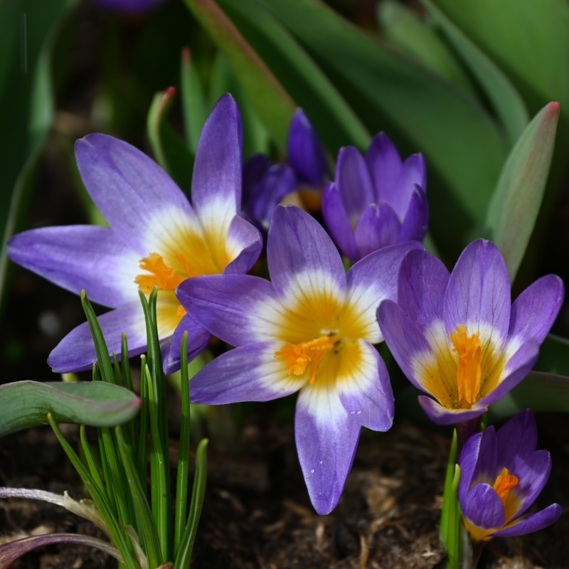 Crocus sieberi subsp. sublimis 'Tricolor'