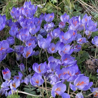 Crocus speciosus subsp. speciosus