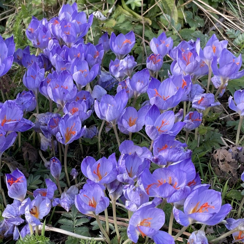 Crocus speciosus subsp. speciosus