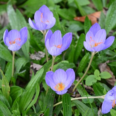Crocus speciosus subsp. speciosus