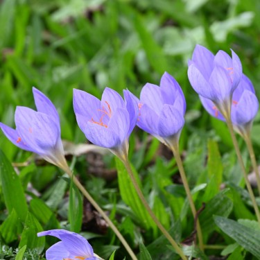 Crocus speciosus subsp. speciosus