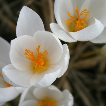 Crocus speciosus subsp. speciosus 'Albus' 