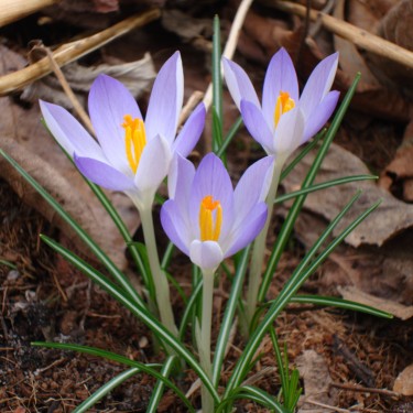 Crocus tommasinianus