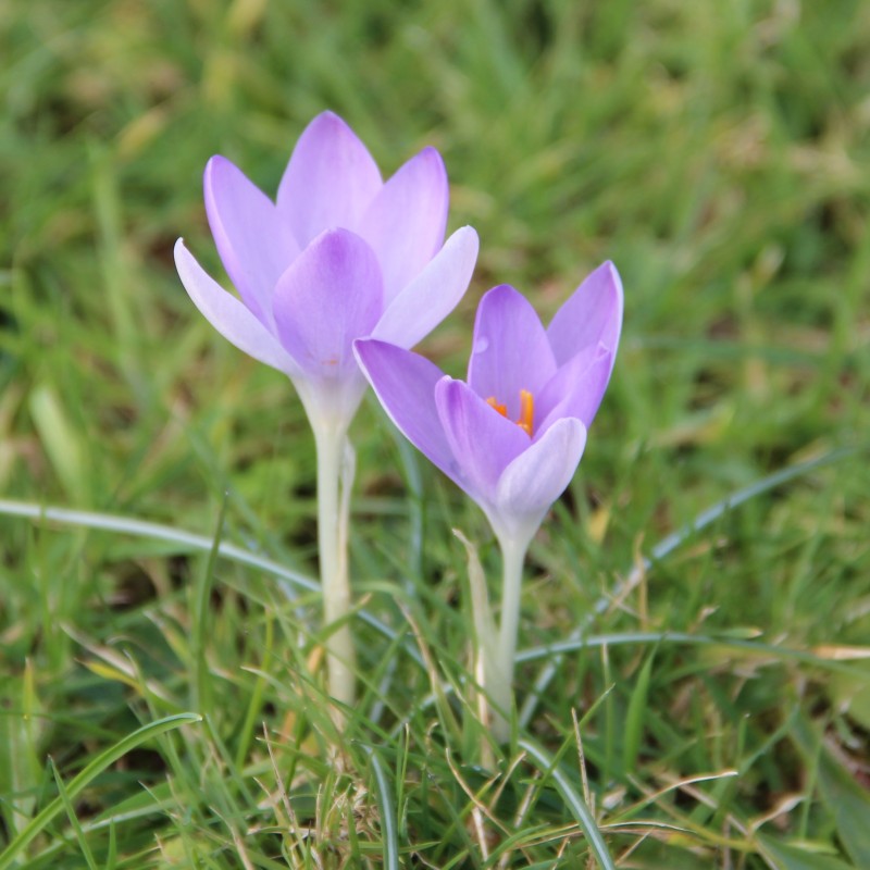 Crocus tommasinianus