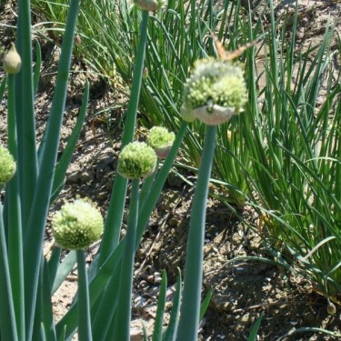 Allium pskemense