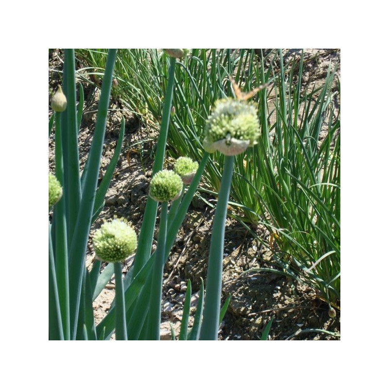 Allium pskemense
