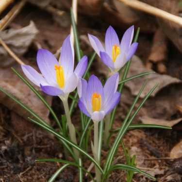 Crocus tommasinianus -grootverbruik-