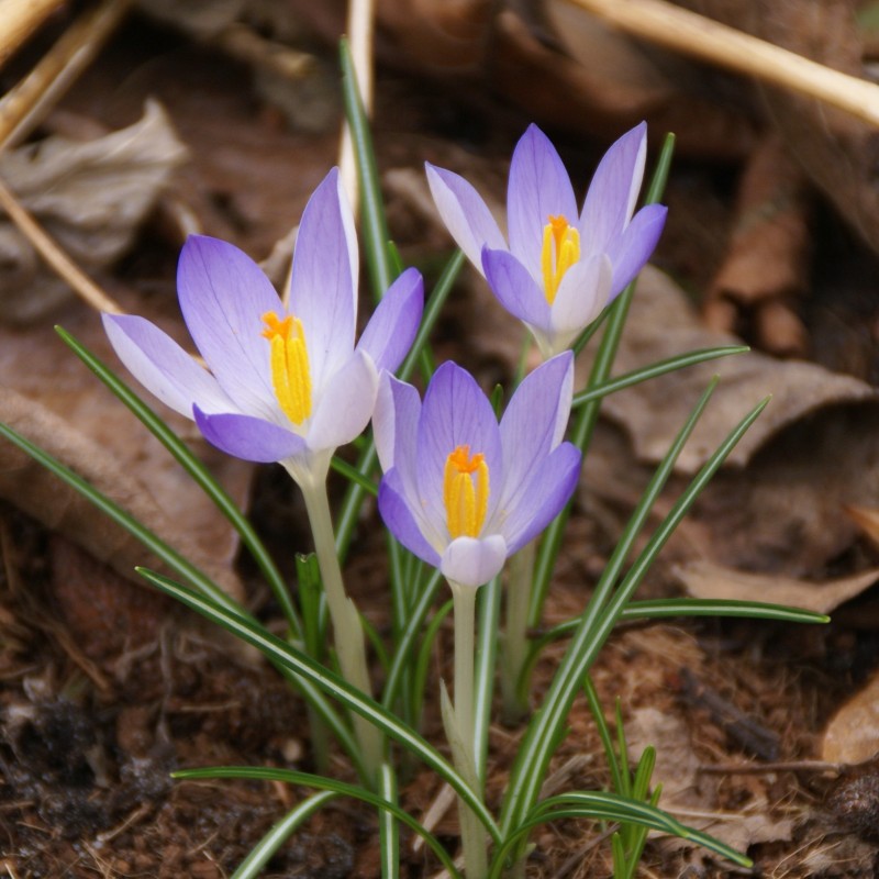 Crocus tommasinianus -grootverbruik-