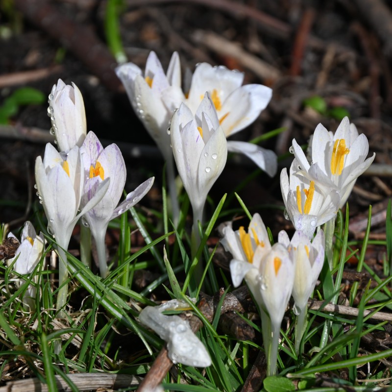Crocus tommasinianus 'Albus'