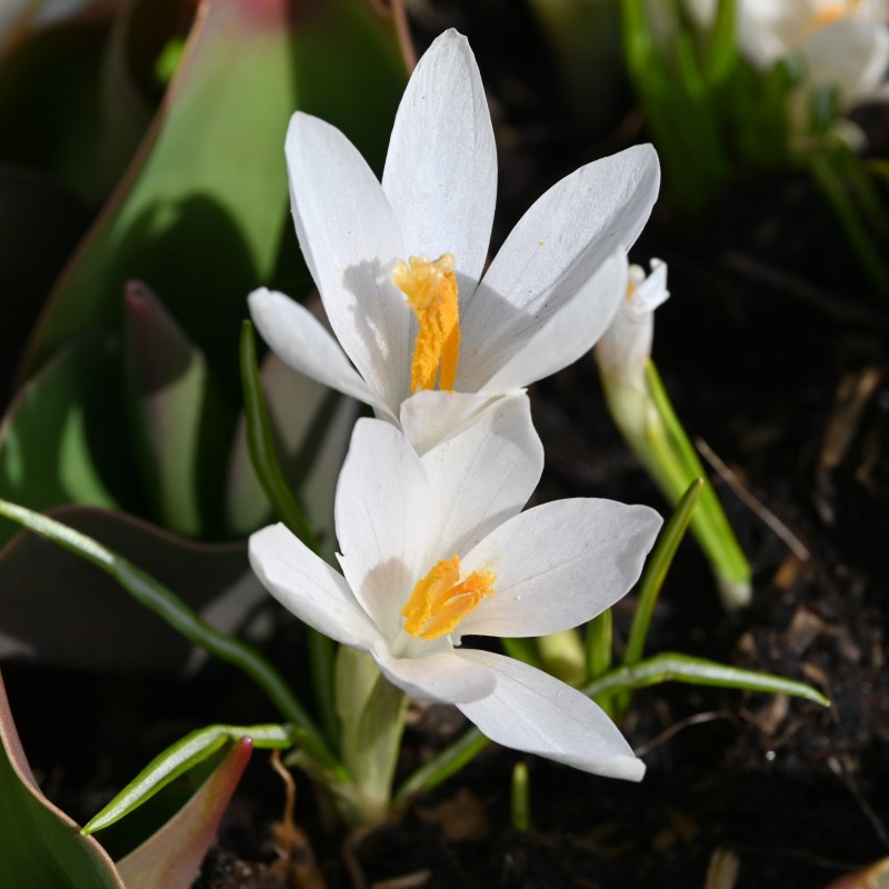 Crocus tommasinianus 'Albus'
