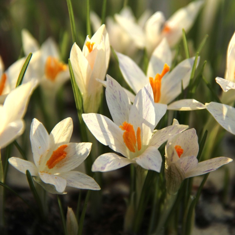 Crocus tommasinianus 'Albus'
