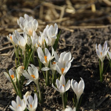 Crocus tommasinianus 'Albus'