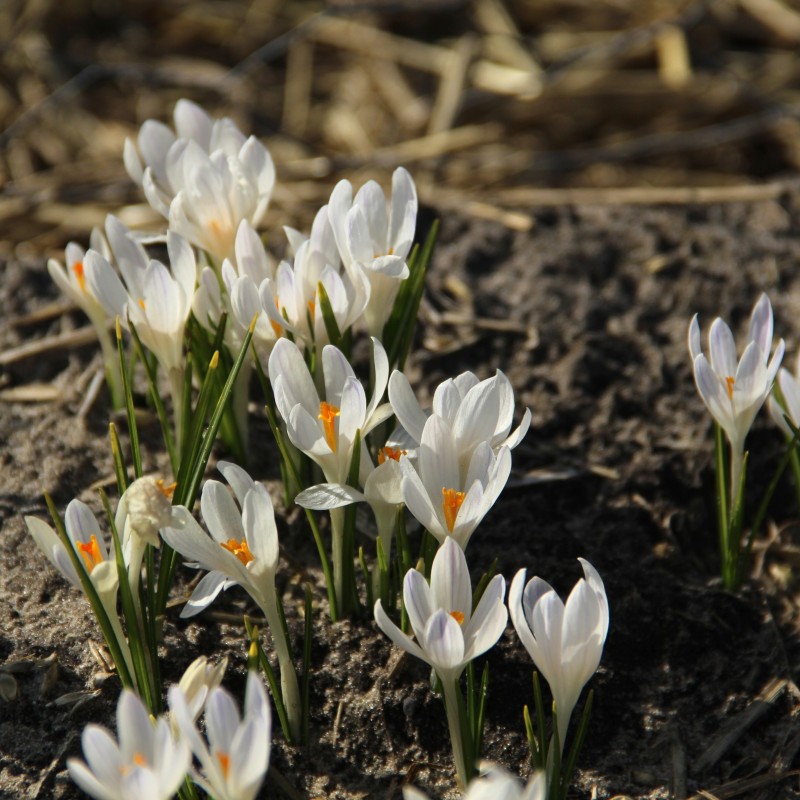 Crocus tommasinianus 'Albus'