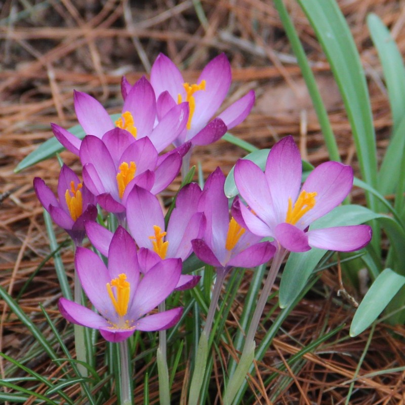 Crocus tommasinianus 'Barr's Purple' 
