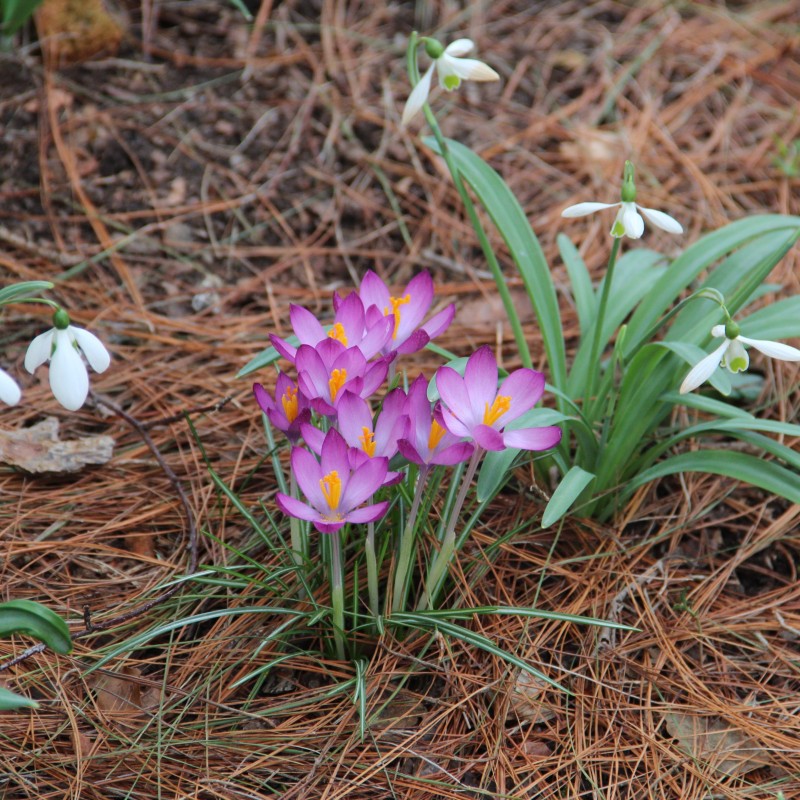 Crocus tommasinianus 'Barr's Purple' 