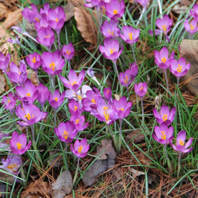 Crocus tommasinianus 'Barr's Purple' 