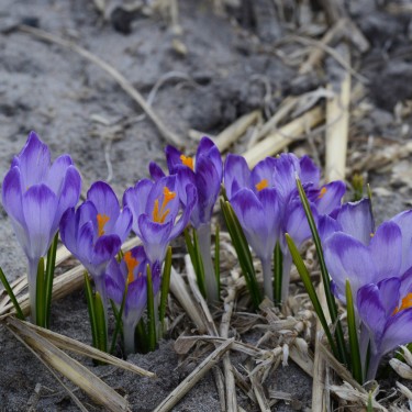 Crocus tommasinianus 'Pictus'